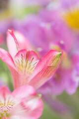 Natural background in blur light tones with alstroemeria flowers selective focus 
