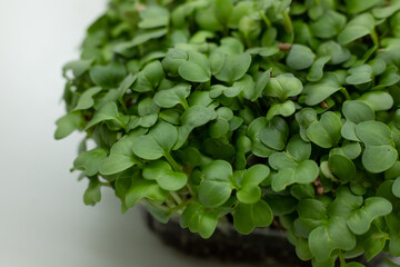fresh leaves of watercress microgreen. Microgreens sprouts isolated on white background with copy...
