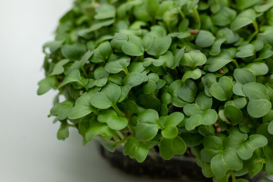 fresh leaves of watercress microgreen. Microgreens sprouts isolated on white background with copy space. Seed Germination, cityferm. Vegan and healthy eating concept. Selective focus