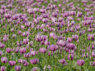 Blühender Mohn im Münsterland