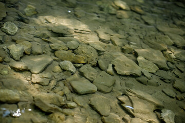 rocky bottom of a small mountain river. Silt-covered stones under a layer of water from a mountain...