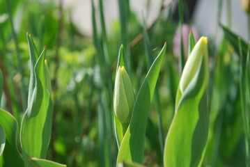 Yellow green closed tulip bud. A green-yellow tulip bud on a thin stem surrounded by wide twisted leaves against a background of green herbs.