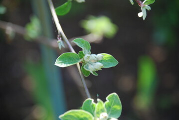 On a dark background, a thin branch of an apple tree. On the apple branch, young green leaves seem to be covered with flowers of an apple tree, which are fluffy among the leaves, ready to bloom.