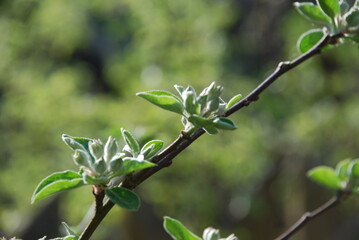 On a dark background, a thin branch of an apple tree. On the apple branch, young green leaves seem to be covered with flowers of an apple tree, which are fluffy among the leaves, ready to bloom.