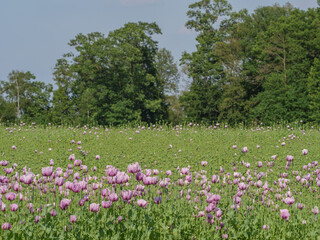 Blühender Mohn im Münsterland