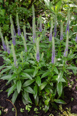 Beautiful Flowers Veronica spicata. Flowering Purple Summer Flowers in garden.