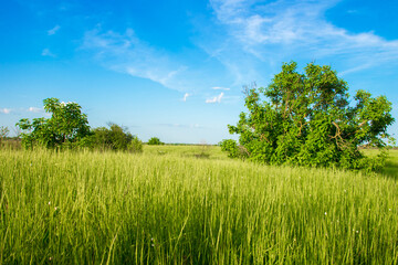 Fototapeta premium Green bushes in the field and blue sky. Spring landscape