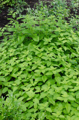 Green Leaves of Melissa Officinalis - lemon balm in garden