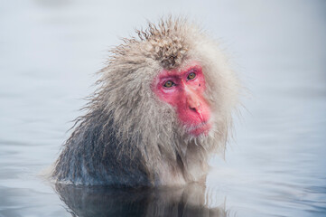 Snow monkey warms up in the hot springs, fleeing the intense cold, in the monkey sanctuary, the Jigokudani Yaen Koen