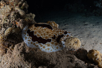 Sea slug in the Red Sea Colorful and beautiful, Eilat Israel
