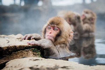 Japanese snow monkey baby bathing in the hot springs, to get rid of the intense cold, in the monkey sanctuary, in japan