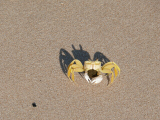 Crab