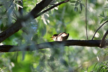 Nachtigall - Bird - Vogel
