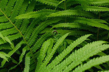 Bush of fern with green leaves in forest or in botanical garden closeup.
