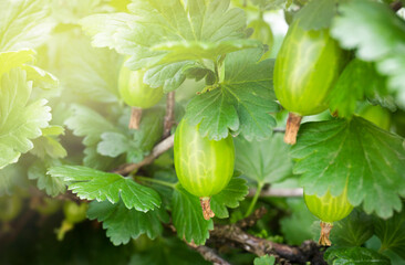 green gooseberry hangs on a branch of a bush under the rays of the sun