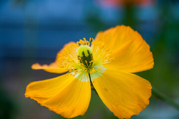 orange flower on a blue background
