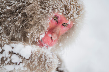 Close-up of the face of a Japanese snow monkey, taken at the monkey sanctuary, the jigokudani yaen koen in Japan