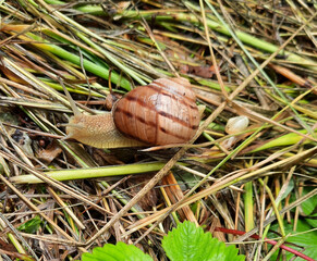snail on a leaf