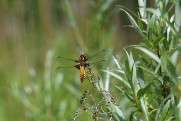 yellow dragonfly sitting on a branch