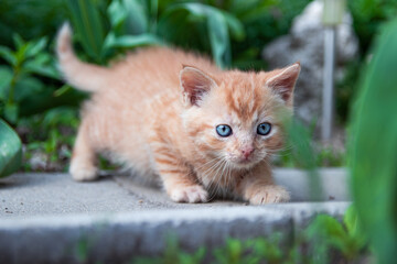 Naklejka na ściany i meble Cute redhead kitten walking and looking at camera with blue eyes 