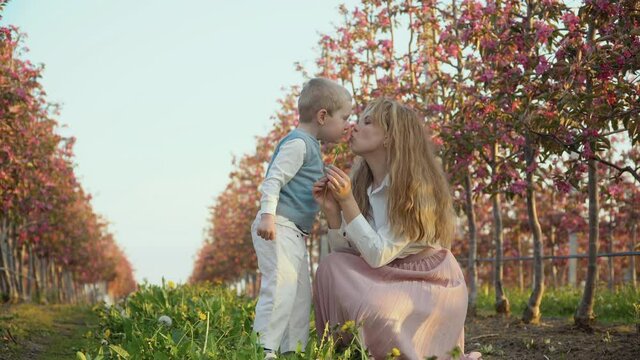 Mom and son are kissing. A little gentleman. A young son gives his mother a wild flower and kisses her on the street in the garden near the young trees with pink flowers