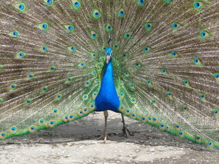 Peacock bird
