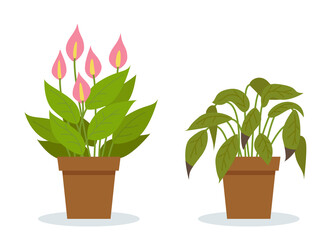 Plant withering. Two vector scenes with a healthy and a wilting plant. Flower care, house plant care mistakes. Spathiphyllum.