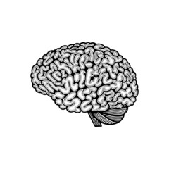 Brain side view. Human brain vintage style, hand drawn vector illustration. Brain engraving style drawing. Part of set.