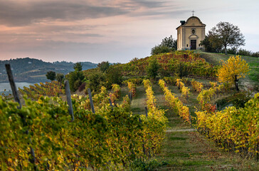 vineyard in autumn
