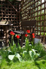 Red tulips on a background of wooden gazebo in spring in the garden 