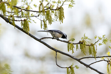 Chickadee on oak branch with pollen in early spring 