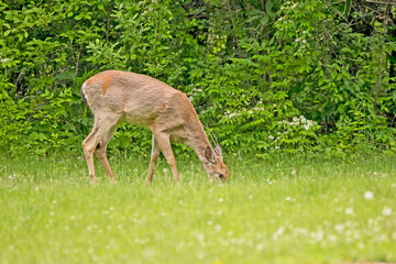 deer eating in the grass - Powered by Adobe