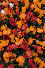 Background of multicolored red orange tulip flowers. View from above. Wallpaper