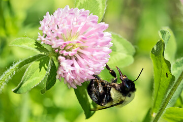 Purple clover and bumblebee with proboscis out. 