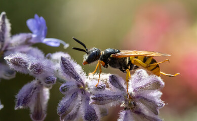 A hunting wasp - Philanthus, Bee-hunters, sitting on flower and watch her victim - honey bee. Bee-killer wasps - Philanthus, close up.