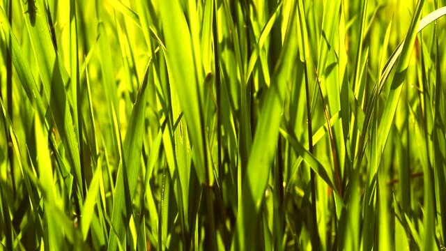 Close up on green spring grass. Macro footage.