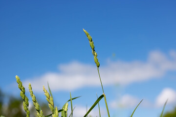 A green spike in a field of grass and a blue sky with white clouds in a blur