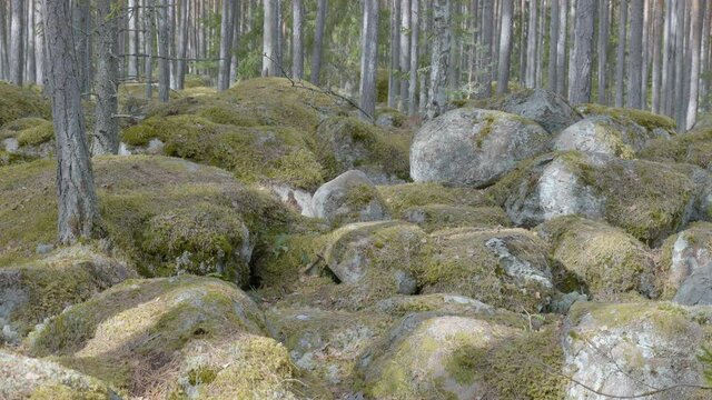 Big rocks with green moss on the forest in Kasmu Estonia a part of the Lahemaa National Park