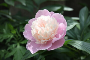 pink peony flower