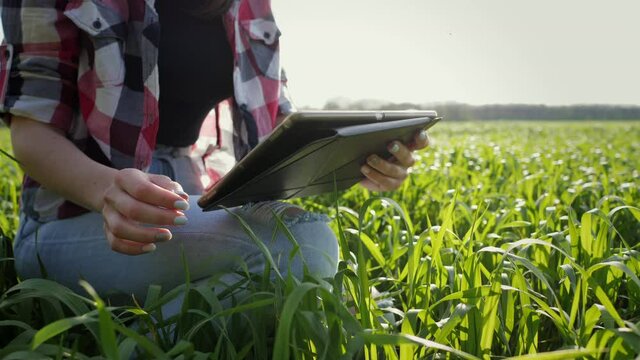 Close-up young modern farmer using digital tablet on wheat field. Checking plant growth progress on sunset