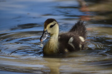 Duckling swims in confidence 