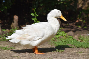 Naklejka na ściany i meble White duck near a lakeside, Houston Texas | North America