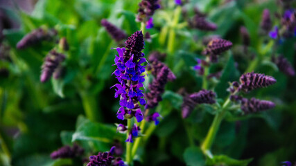 purple flower in the garden in Oregon 