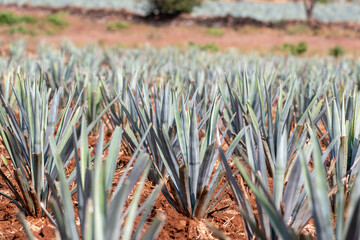 blue agave field