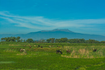Country landscape, traditional Mexican, you can see cows, the pasture and in the background the Nevado de Toluca volcano