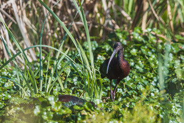 Wild black ibiz, walking among the reeds fishing for crustaceans