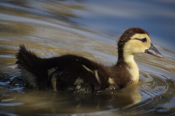 Duckling swimming 