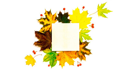 Abstract autumn. Frame made of Green, yellow dried leaves, red berry isolated on white background for greeting card. Festive autumn decor from pumpkins.