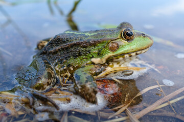 Lake frog (Pelophylax lessonae), marsh frog (Pelophylax ridibundus), edible frog (Pelophylax esculentus) in the pond. The green frog is hiding in the water.