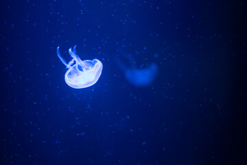 Obraz na płótnie Canvas lonely jellyfish in the blue ocean